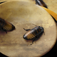 Image for article titled Man wins live cockroach-eating contest, promptly dies